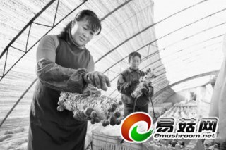 日照南湖鎮(zhèn)引導(dǎo)農(nóng)民種植食用菌 養(yǎng)殖食用菌130多畝 ()
