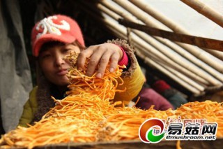 小小蟲(chóng)草菇年創(chuàng)產(chǎn)值50萬(wàn)元 ()