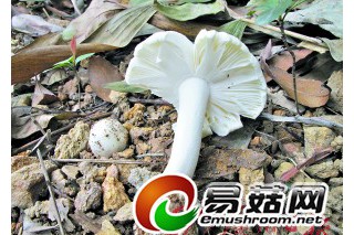 春天来了白毒伞露头 做个好吃货远离毒蘑菇！