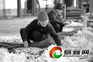 西平:金針菇產(chǎn)銷(xiāo)兩旺(圖) ()