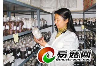 好姑娘王崢嶸幫農(nóng)戶謀紅利，開(kāi)啟大西北“菇糧時(shí)代” ()