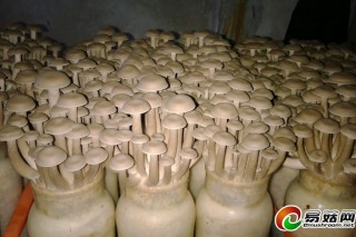 名貴蕈之源鹿茸菇實(shí)現(xiàn)商業(yè)化生產(chǎn)，產(chǎn)品廣受好評(píng) ()