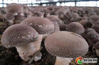 按照循環(huán)農(nóng)業(yè)的理念 食用菌能夠“還原”大農(nóng)業(yè)生態(tài) ()