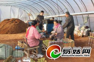 浩饒山鎮(zhèn)政府為林泉黑木耳合作社解決資金短缺問(wèn)題 ()