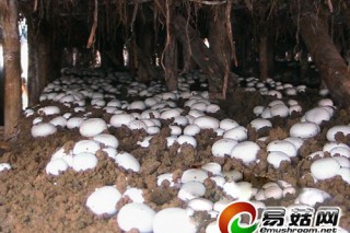 豬糞“長(zhǎng)”蘑菇無(wú)臭味效益很可觀 ()