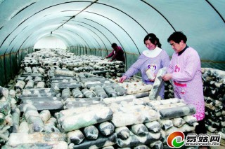 寧強(qiáng)縣共發(fā)展袋料食用菌2720萬(wàn)袋，占年任務(wù)的85% ()