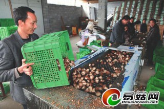 福建引進(jìn)新型篩菇機(jī)為香菇謀“名分” ()