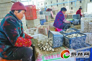鐘山鎮(zhèn)發(fā)展食用菌產(chǎn)業(yè) 年產(chǎn)值近5000萬(wàn)元 ()