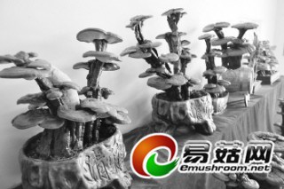 五彩靈芝盆中栽　巧手創(chuàng)利百萬(wàn)元 ()