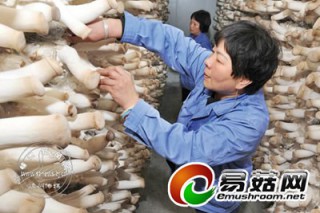 “瑞豐農(nóng)業(yè)”全球配送杏鮑菇 ()
