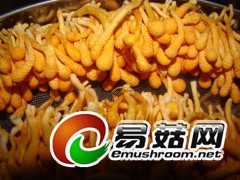富硒蛹虫草图1