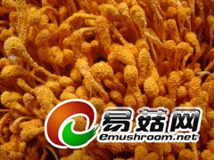 富硒蛹虫草图3