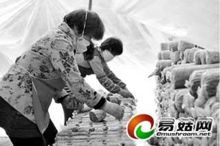 賽村蠶桑產(chǎn)業(yè)林下有文章：蠶棚種蘑菇延伸產(chǎn)業(yè)鏈 ()
