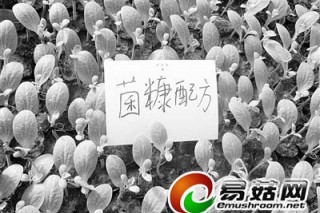 食用菌實(shí)現(xiàn)循環(huán)經(jīng)濟(jì)：廢菌糠育苗變廢為寶獲給力收成 ()