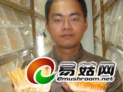 大孢子头蛹虫草（富硒）图1