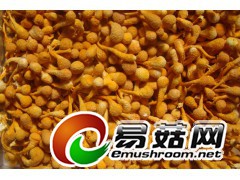 大孢子头蛹虫草（富硒）图2