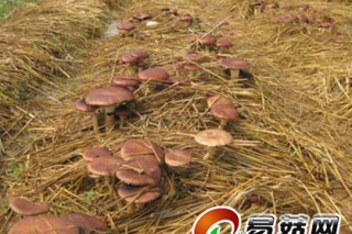 大球蓋菇“傻瓜式”全新栽培方式全國(guó)推行 ()