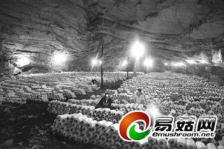 寧?kù)o的洞里蘑菇讓你一年賺200萬(wàn) ()