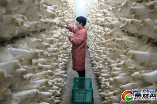 承德：打造食用菌基地 ()