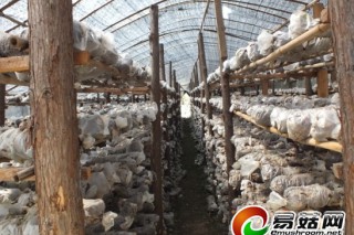 下崗回家種香菇　一季收入3萬多 ()
