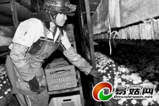 武平縣獅大食用菌企業(yè)雙孢蘑菇獲豐收 ()