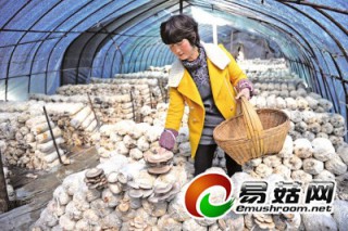 新蔡縣林下種食用菌年收入40多萬元 ()