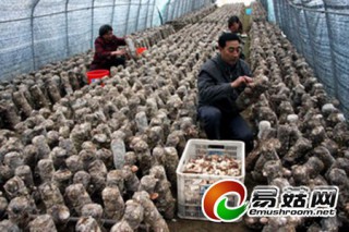 甘肅省隴南市兩當(dāng)縣建起了34個香菇大棚 ()