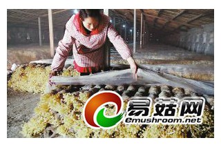 廢料加工成有用菌包，廢棄菌包可作電廠“燃料” ()