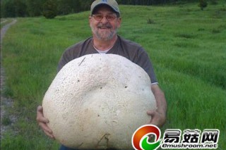 加拿大男子發(fā)現(xiàn)57.4磅巨型蘑菇 ()