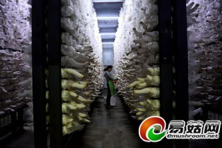 河北平泉：食用菌之鄉(xiāng)“點(diǎn)菇成金” ()