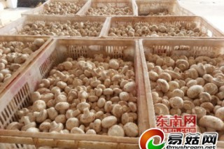 漳州蘑菇罐頭出口量下滑 食用菌產(chǎn)業(yè)暗流涌動 ()