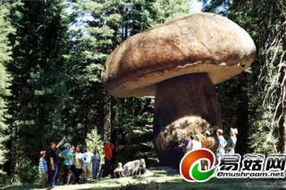 大蘑菇不可能這么大 真菌子實(shí)體其實(shí)是牛肝菌 ()