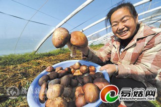 珍品食用菌“大球蓋菇”在宿引種培植成功 ()