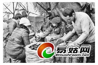 牡丹江市林口縣黑木耳栽培突破3億袋 ()