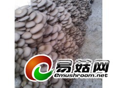 供应高产普遍平菇菌种图1