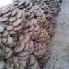 供应高产普遍平菇菌种