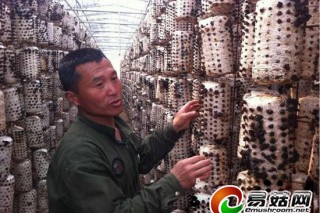 臨沂小木耳種植 產(chǎn)值有望突破一億六千萬 ()