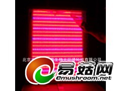 金针菇种植灯图2