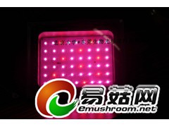 led凤尾菇助长灯图1