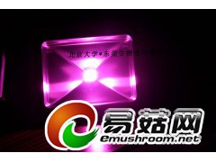 led凤尾菇助长灯图3