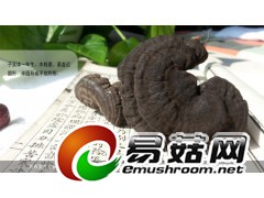 野生灵芝-琼洲岛血灵芝图2