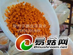 长期供应北虫草，虫草花鲜品，鲜活虫草图1