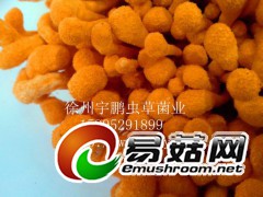 长期供应北虫草，虫草花鲜品，鲜活虫草图2