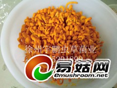 长期供应北虫草，虫草花鲜品，鲜活虫草图3