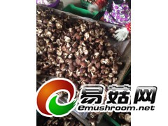 供应新鲜香菇图1