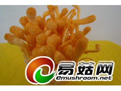 合庆堂蛹虫草图1