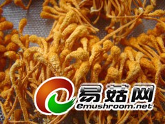 合庆堂蛹虫草图2