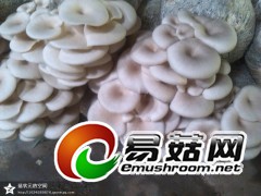 供应高产抗病平菇‘丰平王’菌种图1