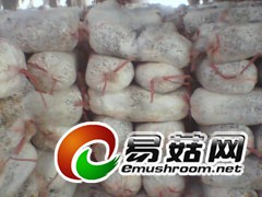 高温平菇、秀珍菇、姬菇出菇菌棒图3