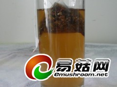 天山菌茶图2